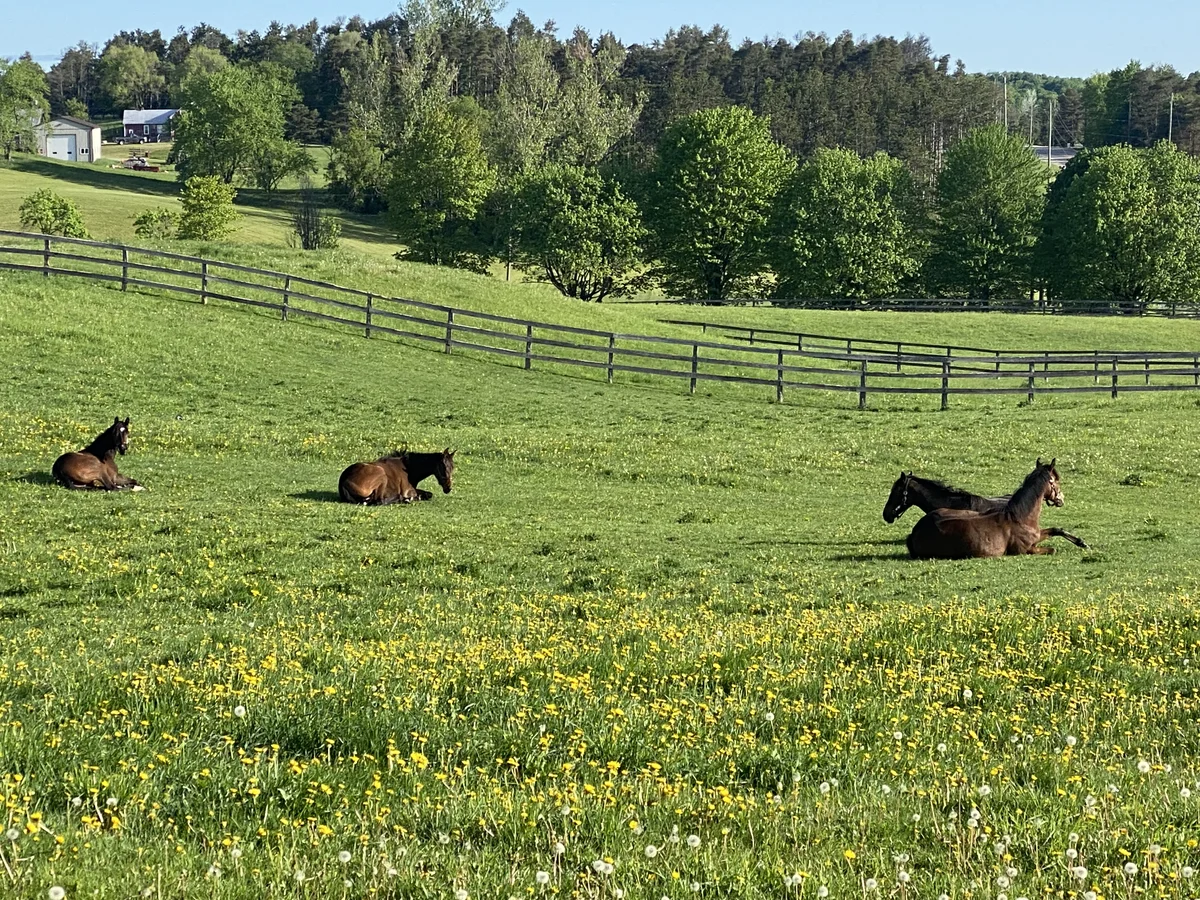 Horses resting in a green paddock at T and T Racing
