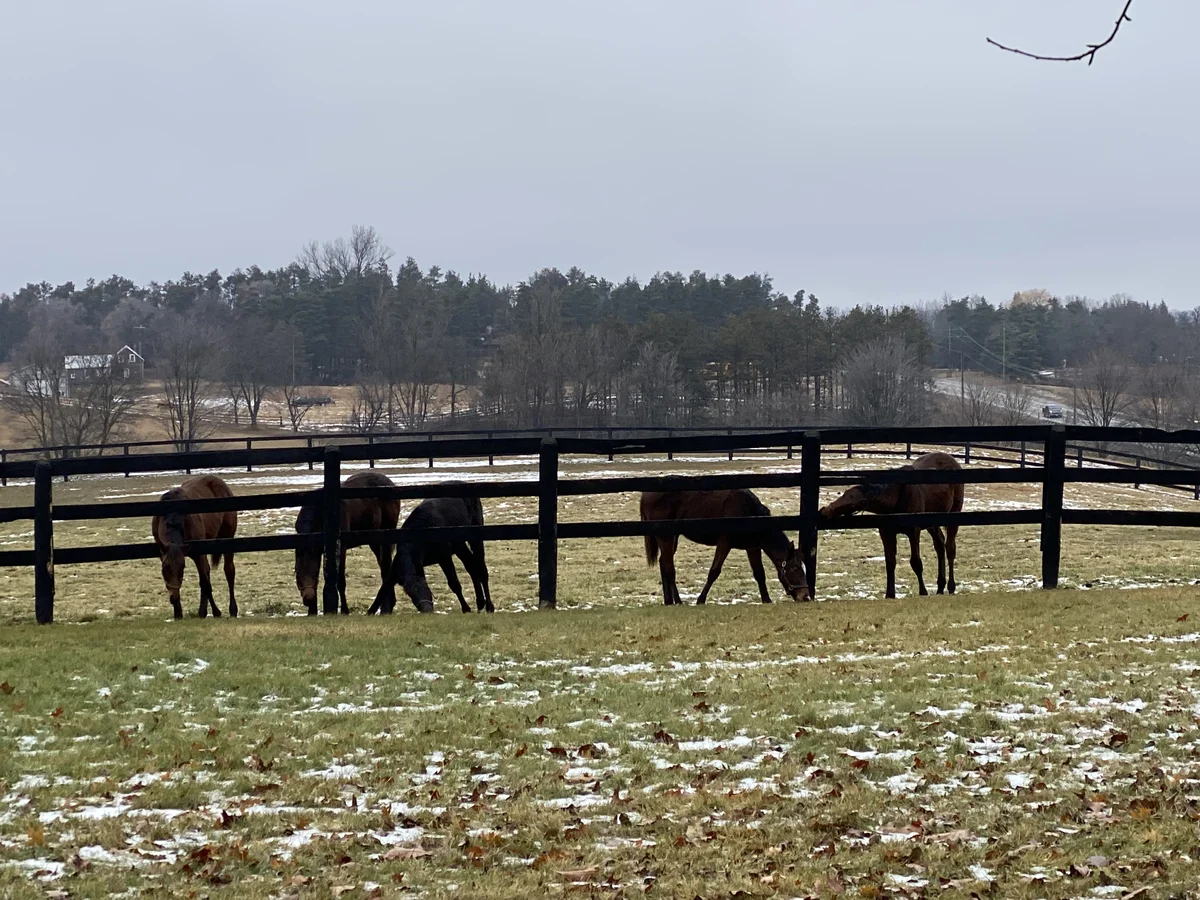 Horses grazing beside a black fence in a paddock with patches of snow
